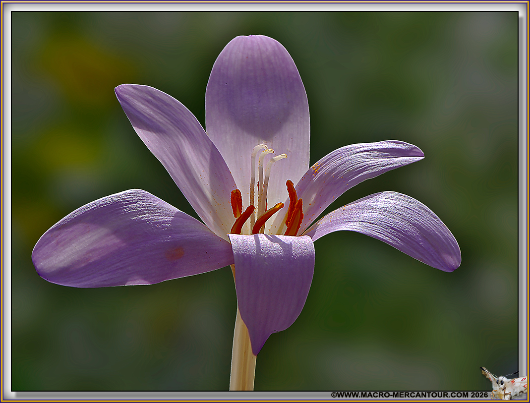 Colchiques